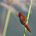 Cattana Wetlands